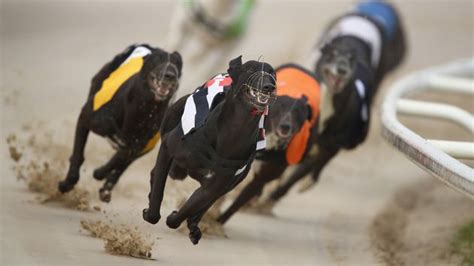 the sporting life greyhound results|At The Races.